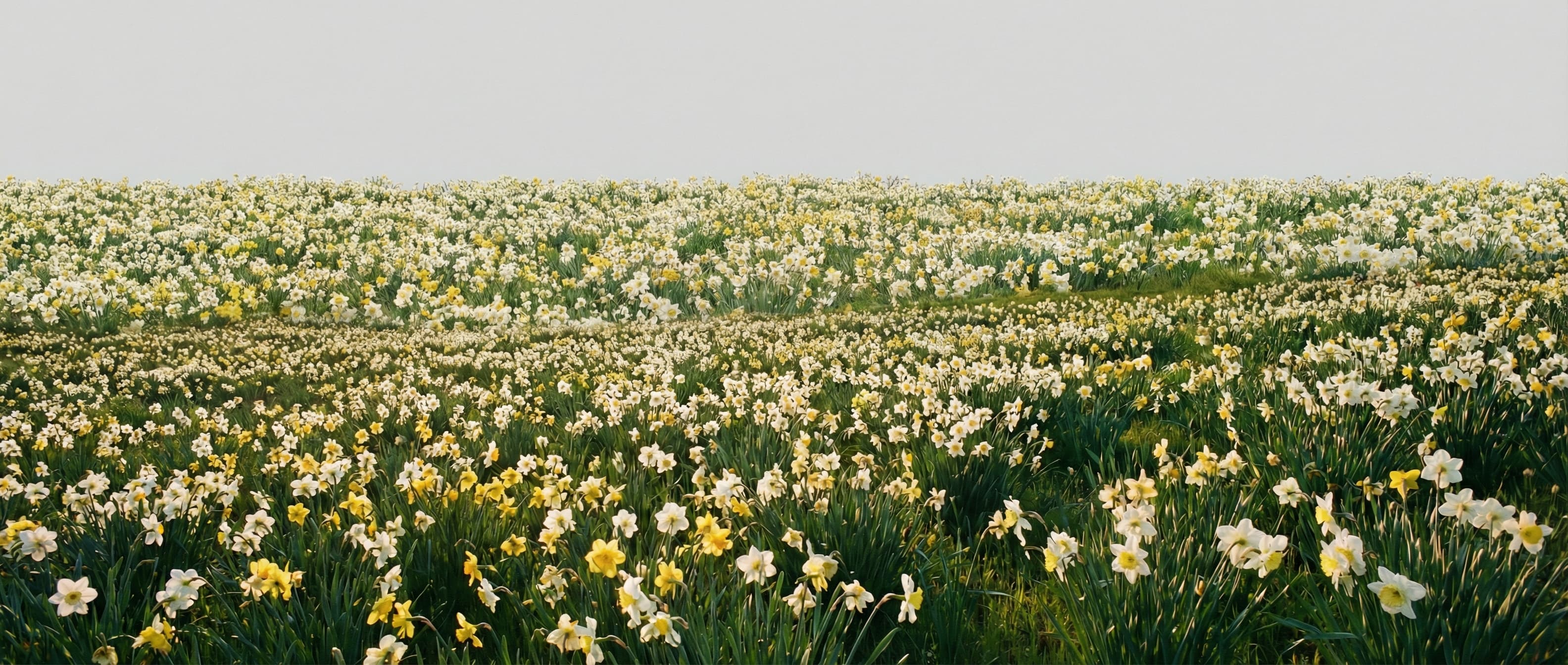 Inspirez-vous Belle background